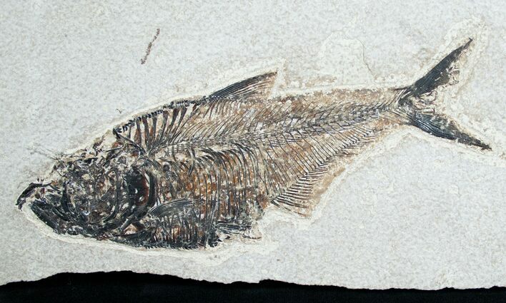 Diplomystus Fossil Fish - Utah #6910